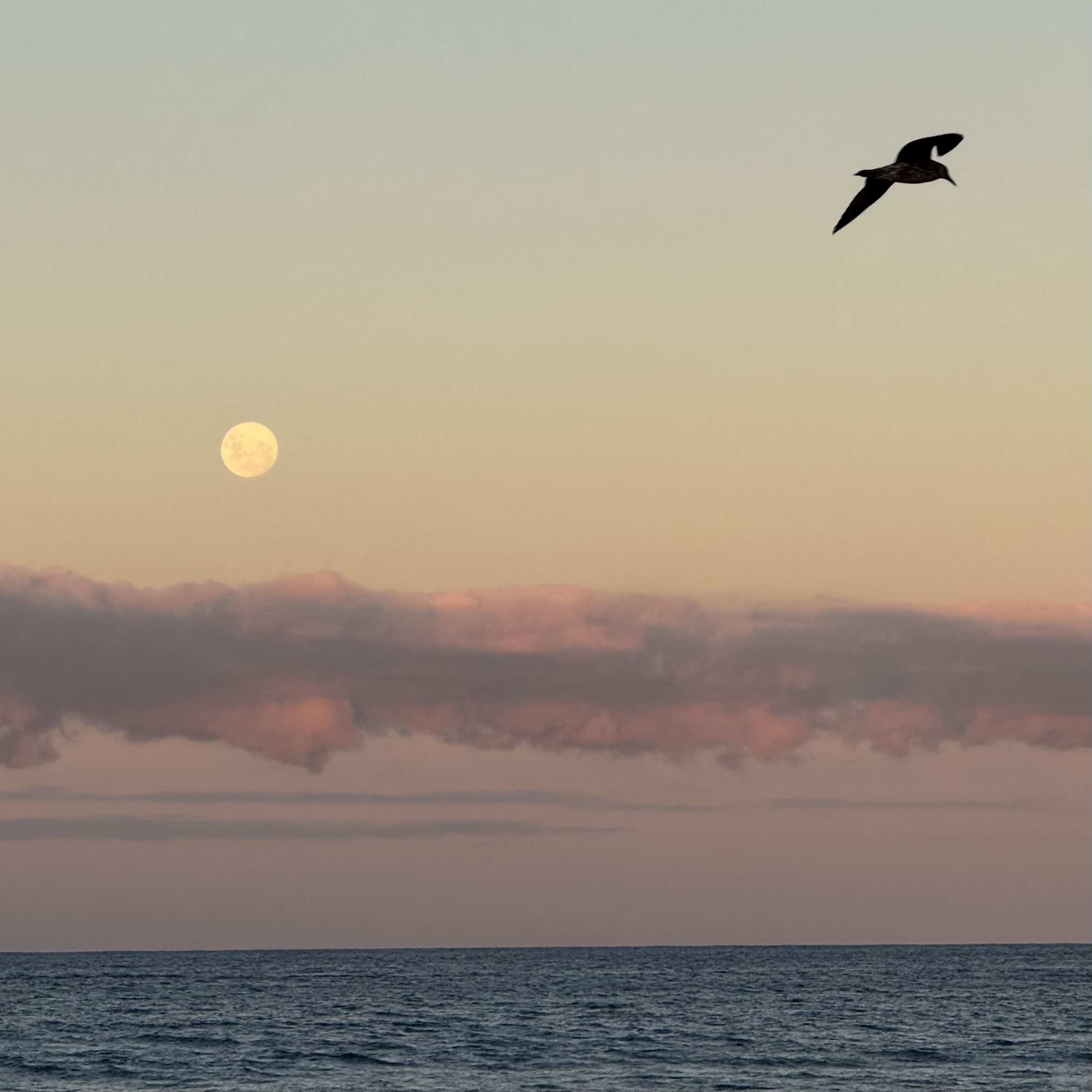 A Seagull across the Full Moon